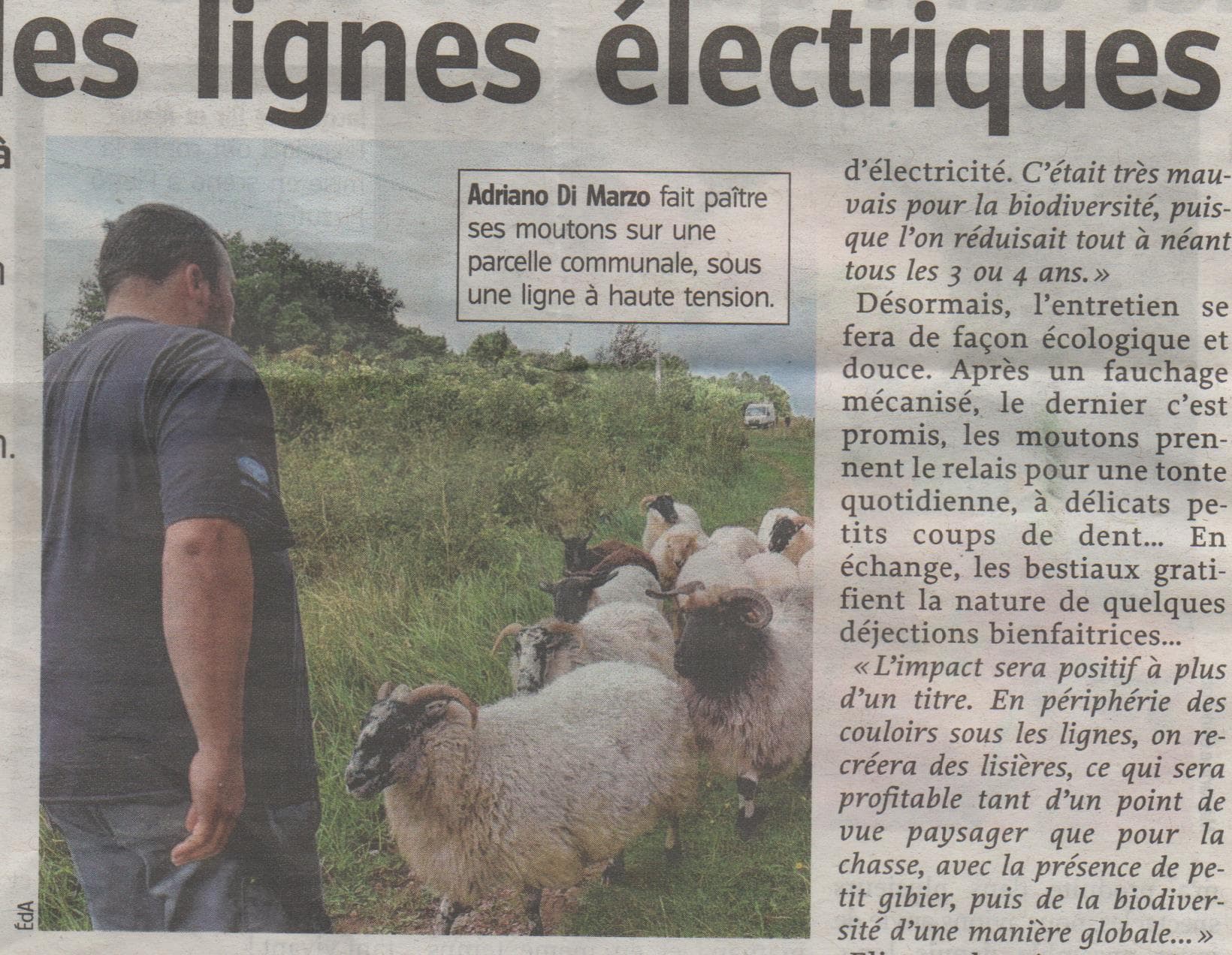Article de presse sur l'éco-pâturage sous lignes haute tension