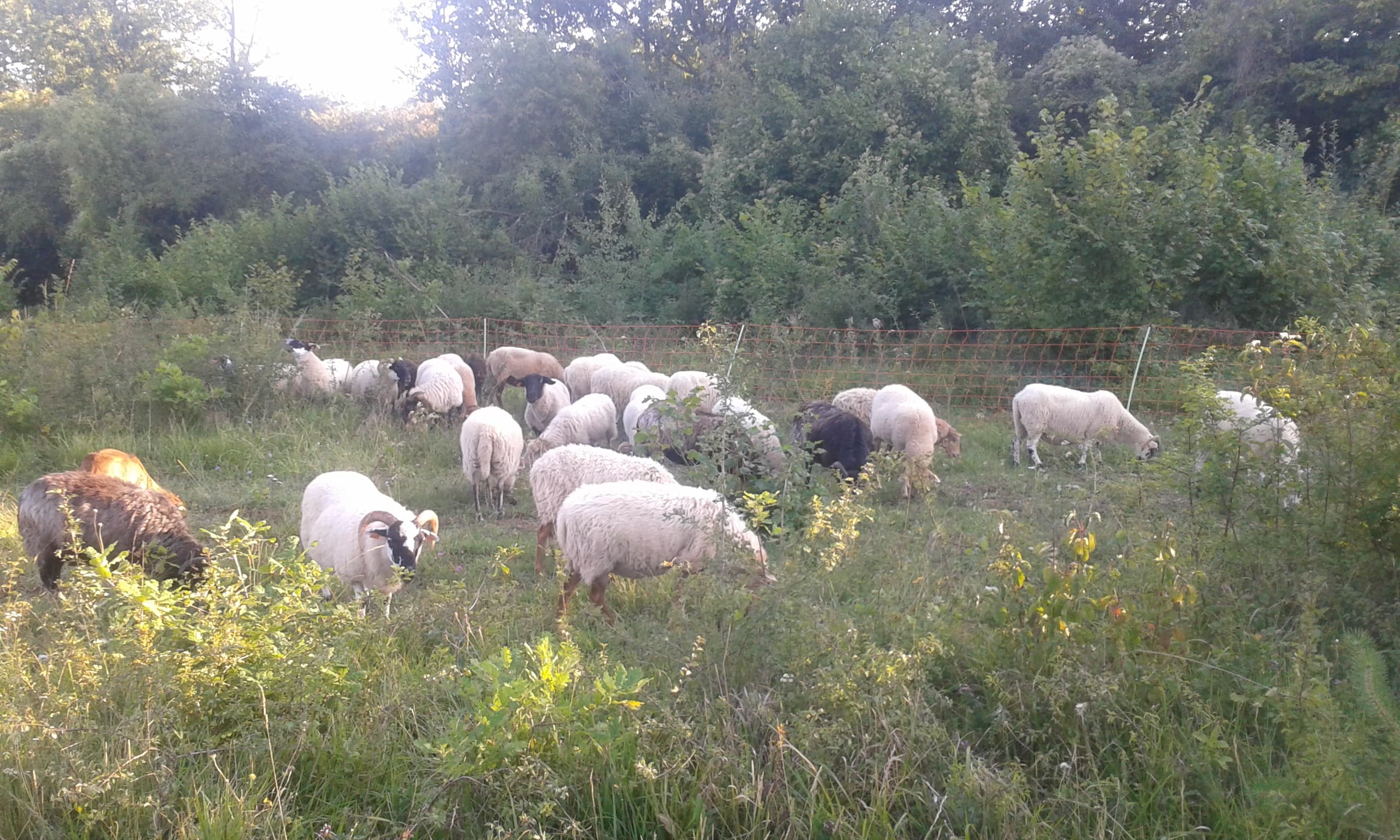 Moutons en pâturage entretenant un terrain