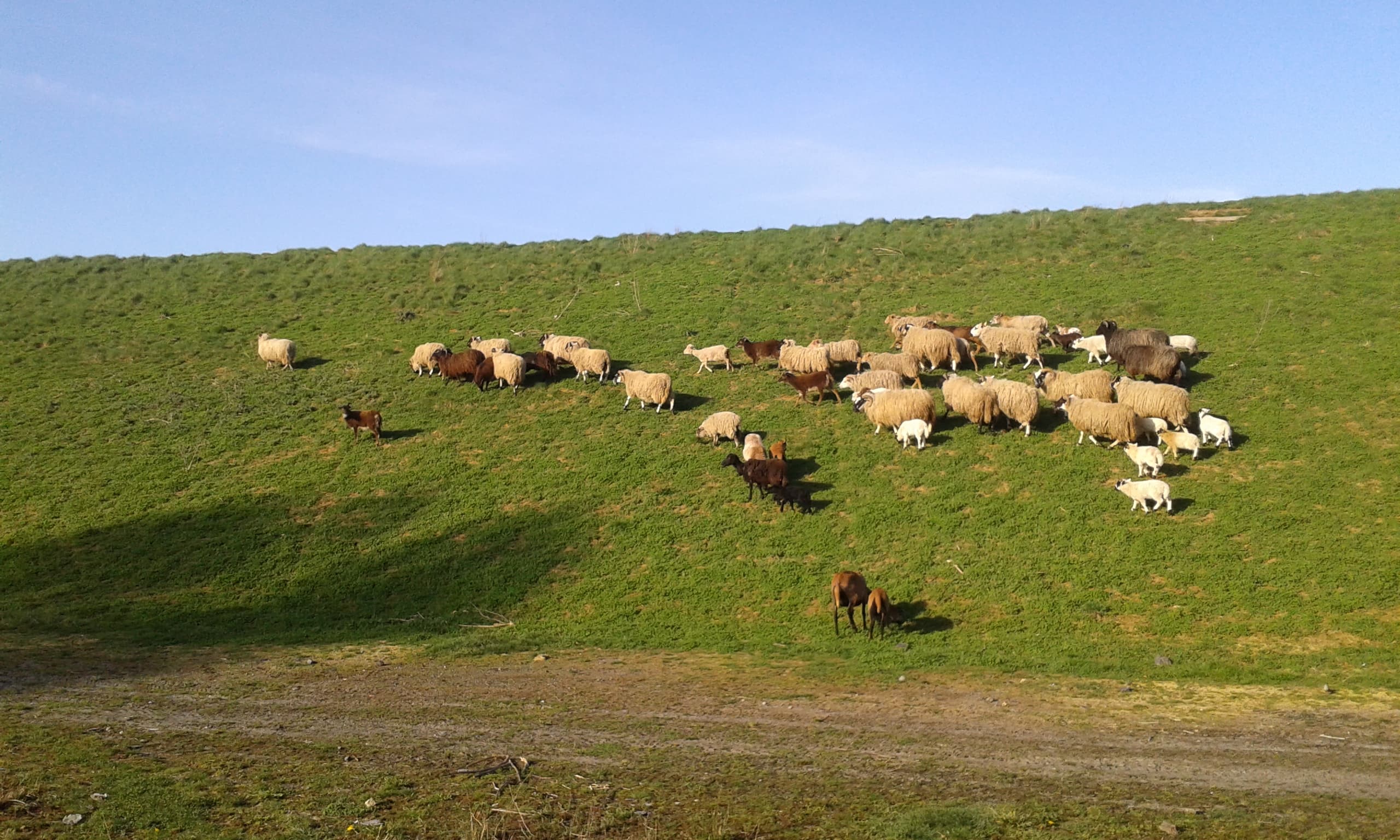 Troupeau sur une colline verdoyante